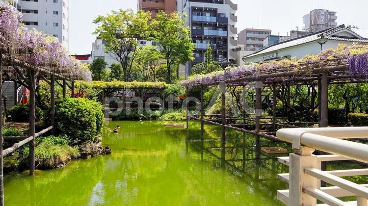 春の亀戸天神・藤の花＆街並み・江東区亀戸 春,藤,花の写真素材