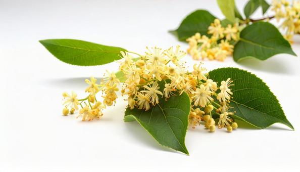 秋の花 キンモクセイ 秋の花 キンモクセイの写真