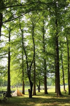 緑の木立 メタセコイヤ,緑,木立の写真素材