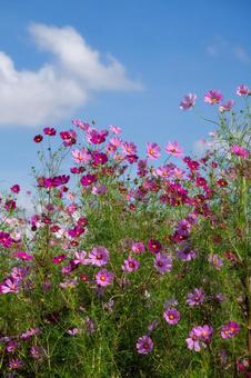コスモスの花 コスモスの花 コスモス,コスモス畑,花の写真素材