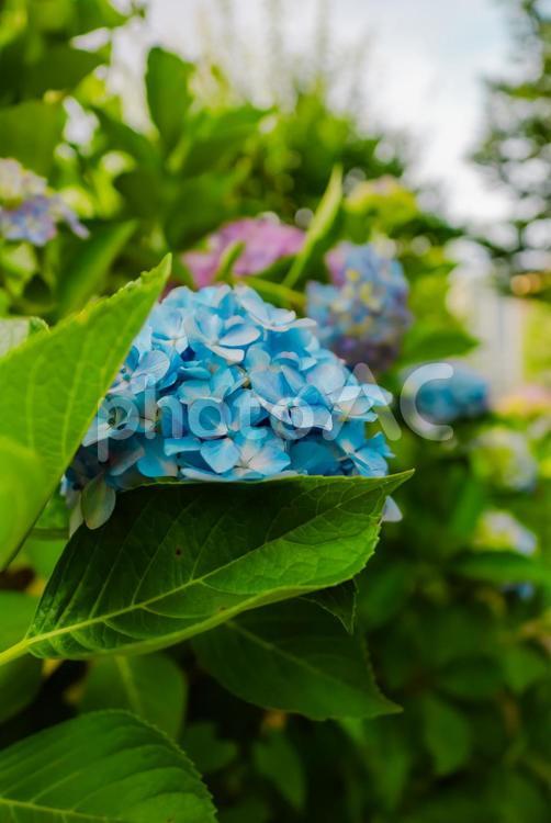 【青森】青い森公園の花 2025 青い森公園,公園,青森の写真素材