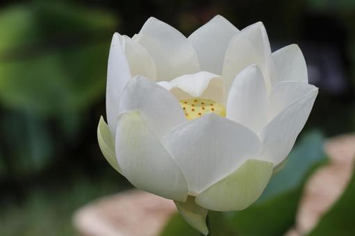 白い花びらの蓮の花のアップ 白い花びらの蓮の花のアップの写真