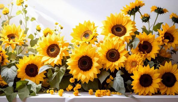 ひまわり-16 ひまわり-16の写真