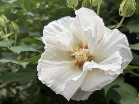 白い清らかな花﻿、酔芙蓉（スイフヨウ） 酔芙蓉,芙蓉,スイフヨウの写真素材