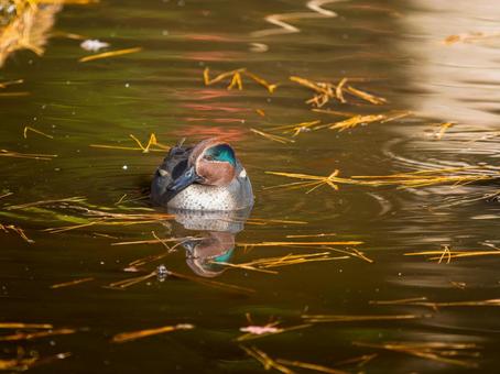 A duck swimming in a pond, JPG