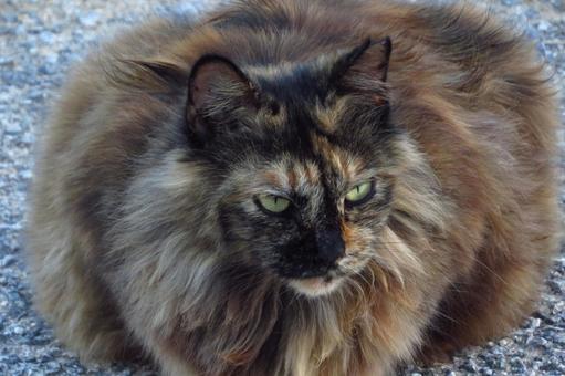 Photo, gorgeous cat, cat, nap nyanko, 