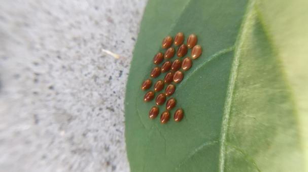 Photo, oyster bug, egg, pest, 