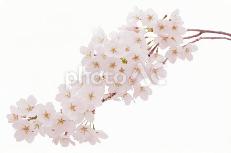 桜（PSDは切抜用パス付） 桜,パス,春の写真素材