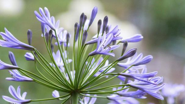 Photo, agapanthus, murasaki kunsiran, purple, 