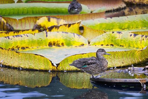 水面に映る鳥と黄色く色づいた大きな葉 オオオニバス,鬼蓮,葉の写真素材