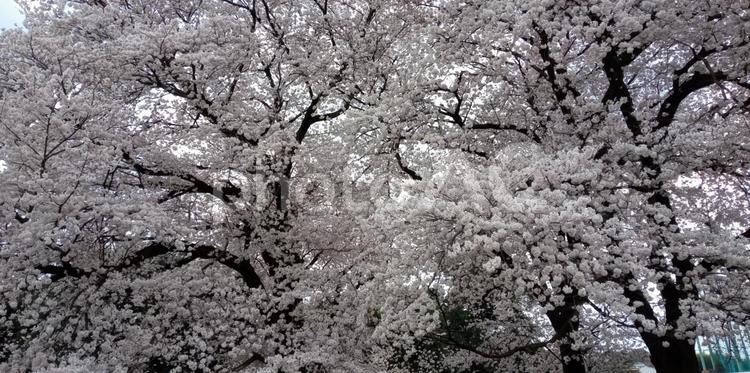 桜を見上げて サクラ,さくら,春の写真素材