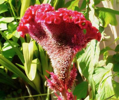 【花の写真】赤いケイトウの花 【花の写真】赤いケイトウの花の写真