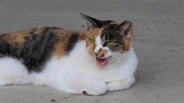 香箱座りで一鳴きするもふもふな三毛猫 三毛猫,猫,香箱座りの写真素材