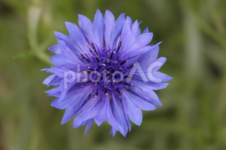 ヤグルマギク(矢車菊)【青紫】 花,自然,何人もありませんの写真素材