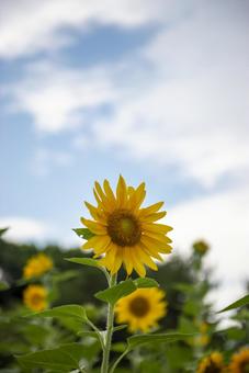 ひまわり ひまわり,青空,夏の写真素材