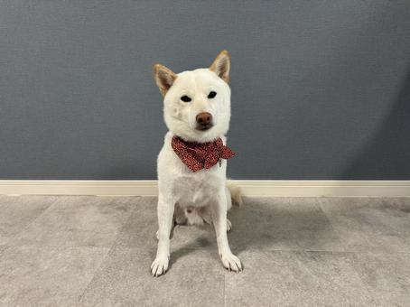 White Shiba Inu, JPG