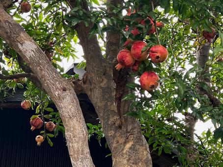 ザクロの木 ザクロ,果実,果樹の写真素材