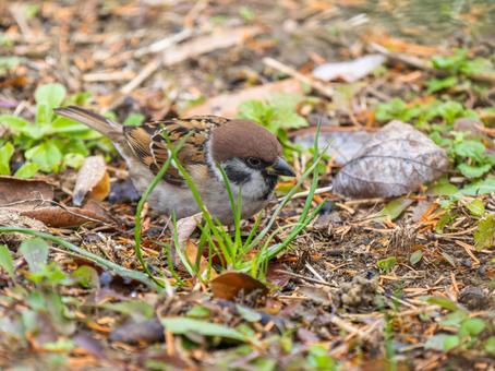 Sparrow walking on the ground, JPG