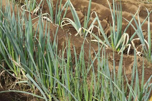 畑のネギ 長ネギ,畑,野菜の写真素材