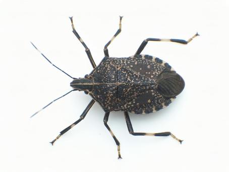 キマダラカメムシ キマダラカメムシの写真