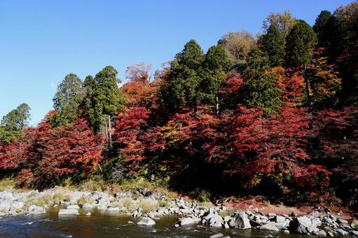 青空と川岸を彩る紅葉の林 紅葉,川,川岸の写真素材