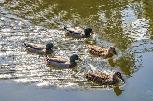 諫早御書院庭園の真鴨 鴨,マガモ,オスの写真素材