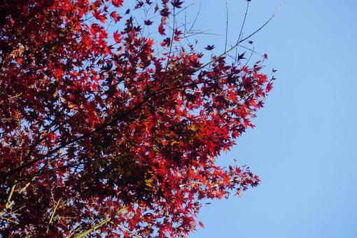 青空と紅葉 青空と紅葉の写真