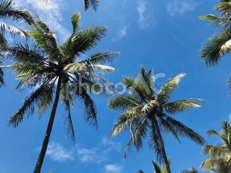 リゾート風景　ヤシの木　青空 海外旅行,海外,リゾートの写真素材