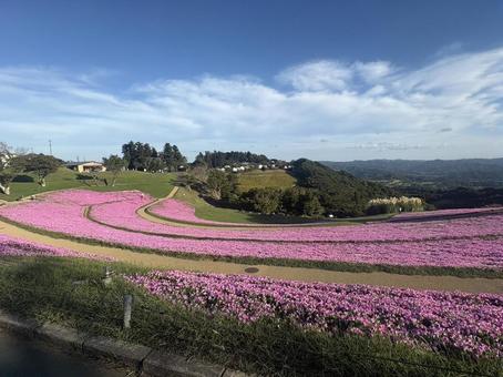 青空と桃色吐息(ペチュニア)8 青空と桃色吐息(ペチュニア)8の写真
