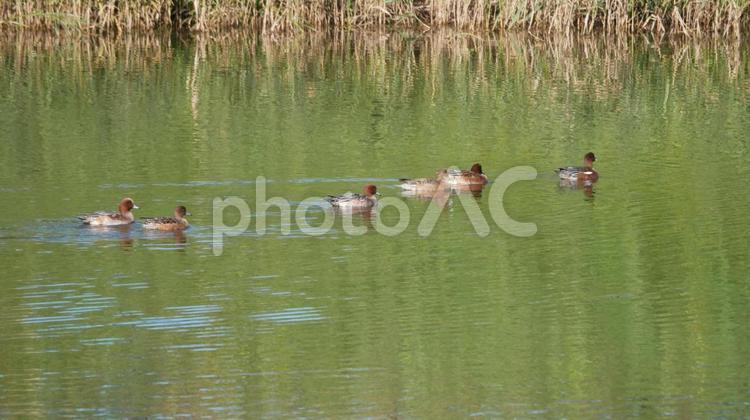 晩秋の親水池、早期に渡って来たヒドリガモ ヒドリガモ,鴨,渡り鳥の写真素材