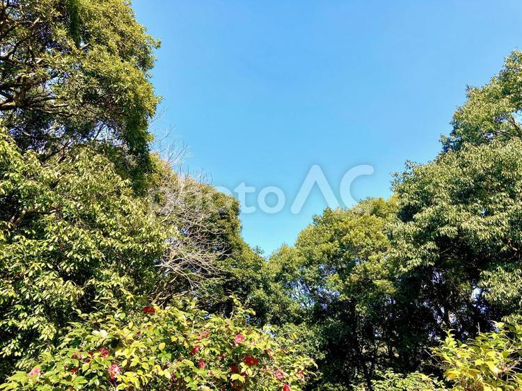 森林と青空 森林,青空,空の写真素材