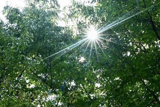 森と太陽 森と太陽 木漏れ日,木,自然の写真素材