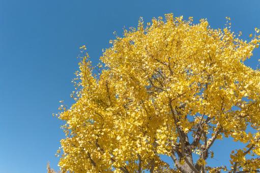 イチョウの木と青空 イチョウの木と青空 四季の写真,秋の写真,銀杏の写真素材