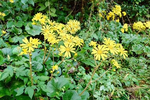 ツワブキの花 ツワブキ,石蕗,ツワの写真素材