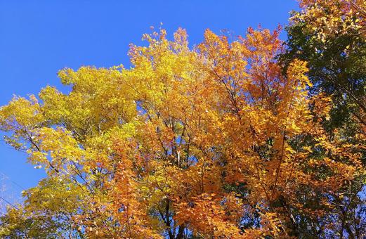 秋の紅葉/トウカエデ 秋の紅葉/トウカエデ 紅葉,木々,秋の写真素材