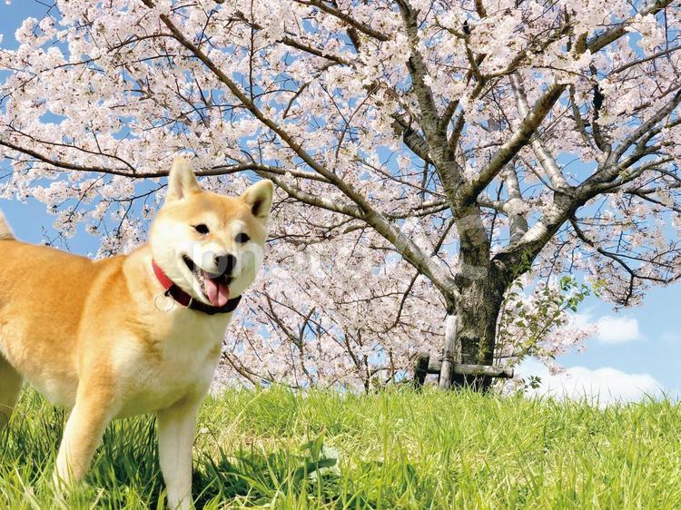 桜と柴犬 犬,柴犬,桜の写真素材