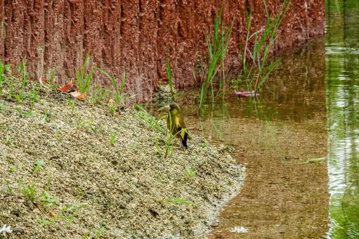 池の畔のカワラヒワの写真