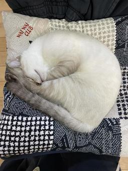 にゃんもないとする猫 にゃんもないとする猫 保護猫,ブルーアイ,猫の写真素材