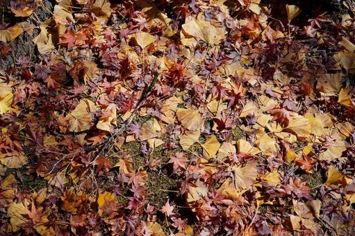 紅葉した葉っぱのテクスチャ 紅葉した葉っぱのテクスチャ 香嵐渓,自然,山の写真素材