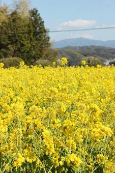 菜の花 菜の花,菜種,美しいの写真素材