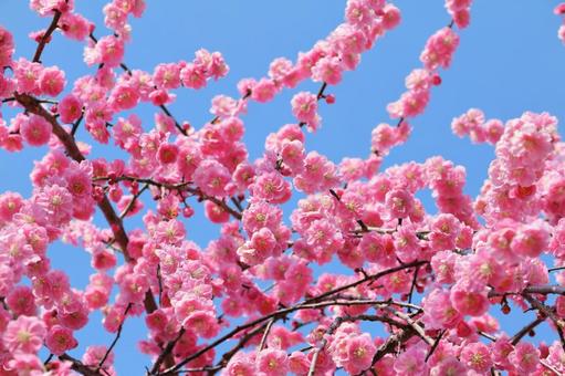 紅梅　春の花 梅,春,花の写真素材