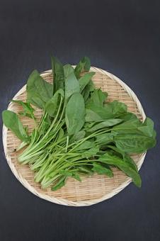 サラダほうれん草 サラダほうれん草,ほうれん草,野菜の写真素材