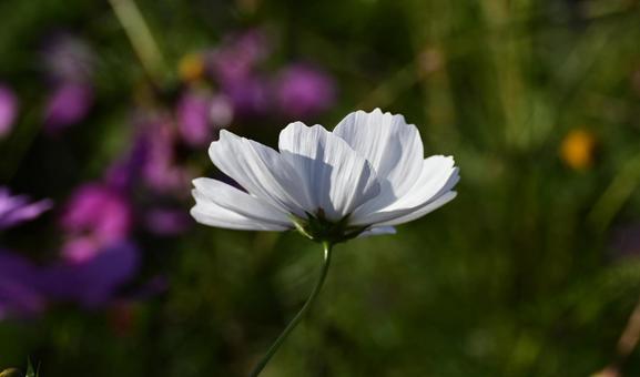 白コスモス 秋,コスモス,つぼみの写真素材