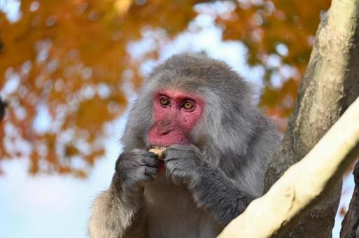 エサを食べる猿 エサを食べる猿 猿,ニホンザル,動物の写真素材