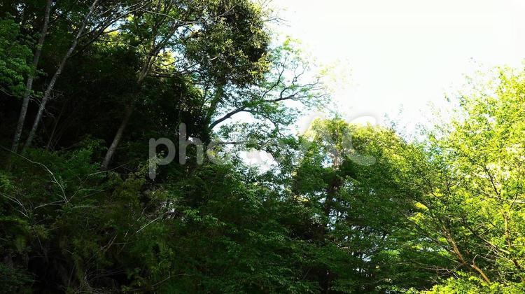 新緑の風景 新緑,緑,みどりの写真素材