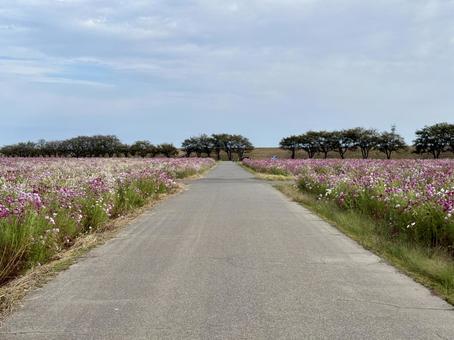 福井県 曇り空と宮ノ下コスモス公苑 福井県 曇り空と宮ノ下コスモス公苑 福井県,宮ノ下コスモス公苑,曇りの写真素材