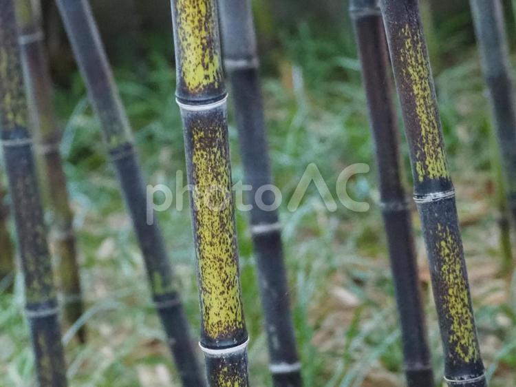 竹林 竹林,竹,自然の写真素材