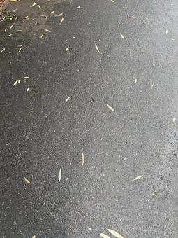 雨で落ちた葉 雨で落ちた葉 雨上がり,ストリート,屋外の写真素材
