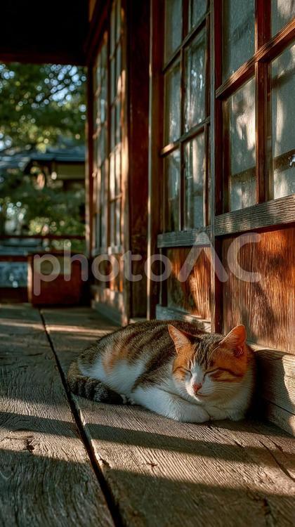 日本の軒先で眠る猫 猫,日本,和風の写真素材