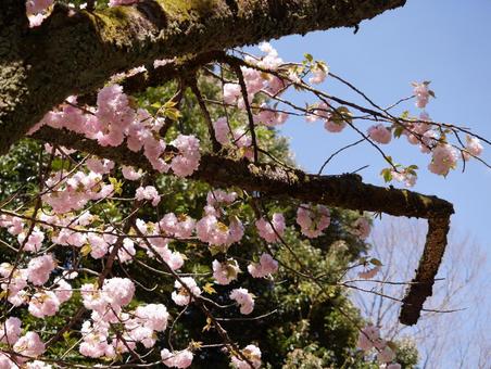 桜 桜 春,桜,関山の写真素材